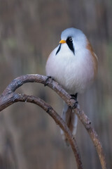 a close up portrait of a bearded reedling, also known as a bearded tit. Perched on a branch with an out of focus background and space for text - 710162991