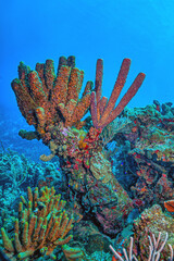 Fototapeta premium Aplysina archeri, stove-pipe sponge,