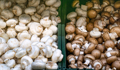 White and brown champignons in a box at the market.