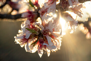 Almendro en flor durante el atardecer, contraluz de flores durante los &uacute;ltimos rayos del sol del d&iacute;a. Hora dorada