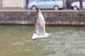 Mouette de profil, en train de voler au dessus du canal de l'Ourcq à Paris, France