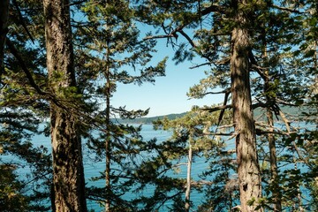Fototapeta premium pine forest overlooking water in summer