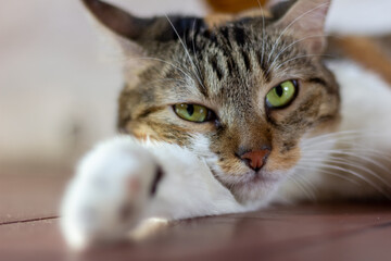 Close up of brown cat with green eyes lying on the floor.