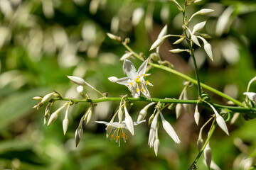 Obraz premium Renga lily flower and buds (Arthropodium cirratum), endemic to New Zealand