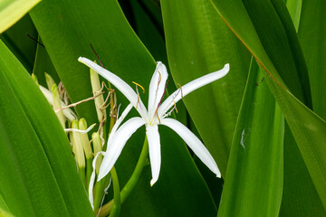 Single white swamp lily flower (crinum pedunculatum), an Australian native plant