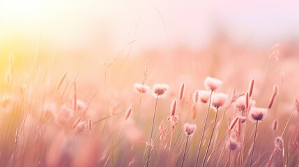 Soft focus of grass flowers with sunset light, peaceful and relax natural beauty, spring Easter wild flowers background concept - 710169912
