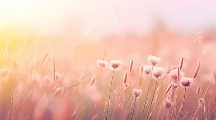 Tuinposter Soft focus of grass flowers with sunset light, peaceful and relax natural beauty, spring Easter wild flowers background concept © NoLimitStudio
