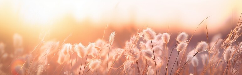Soft focus of grass flowers with sunset light, peaceful and relax natural beauty, spring Easter wild flowers background concept - obrazy, fototapety, plakaty