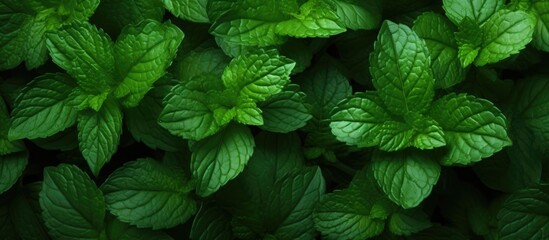 Fototapeta na wymiar Mint leaves. Herbs for tea and healing.