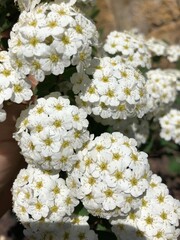 white flowers