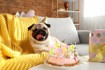 Cute pug dog with party hat celebrating birthday at home