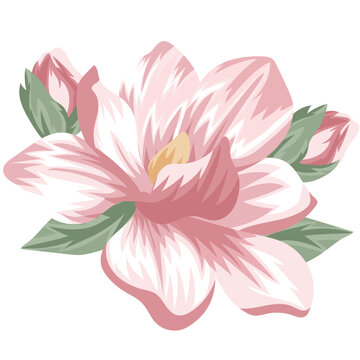 pink magnolia flower blossom on white clip art preview