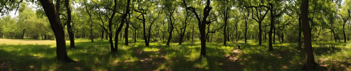 Fototapeta premium green forest in the morning