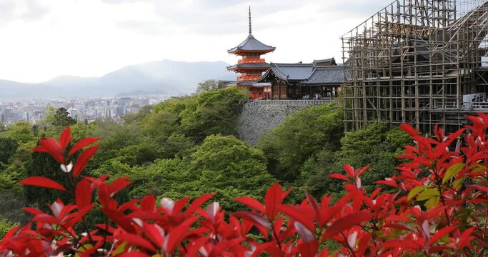Spectacular aerial view of Kiyomizu-dera Temple with Pagoda and main hall in renovation. Sunset light in spring time. Scenic view of Kyoto city in japan. Meditation, Buddhism and Zen Concept.