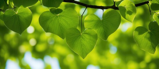 Fototapeta na wymiar Heart-shaped green leaves on a rounded, densely branched ornamental Carpinus cordata tree.
