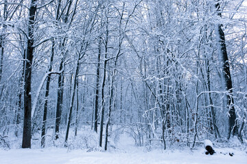 snow covered trees