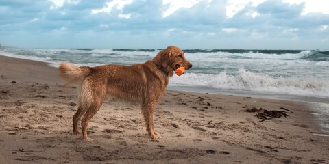 dog on the beach holding training toy