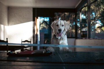 portrait of a dog playing ping pong 