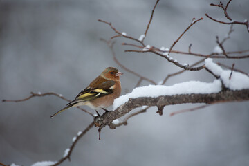 Finch (Fringilla coelebs) Fringuello