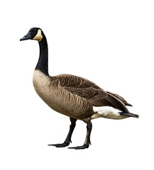 Majestic Canada Goose (Branta canadensis) PNG Clipart: Elegant Waterfowl Cutouts for Art and Design