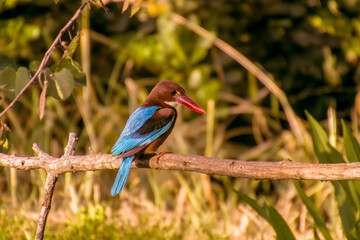 White-throated Kingfisher Halcyon smyrnensis the puffy brown and blue wings bird perching on the branch with spiky hair looks toward the photographer
