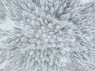 aerial view of forest covered with snow, bird's eye view