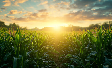    Sunrise over cornfield, lush green plants, golden light, farming, agriculture, serene landscape.