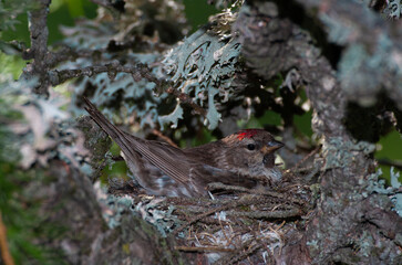 Obraz premium Redpoll (Acanthis flammea) Organetto