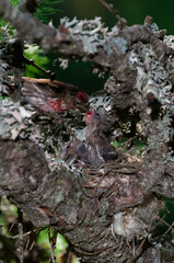 Redpoll (Acanthis flammea) Organetto
