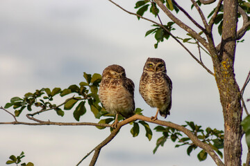 owl on branch