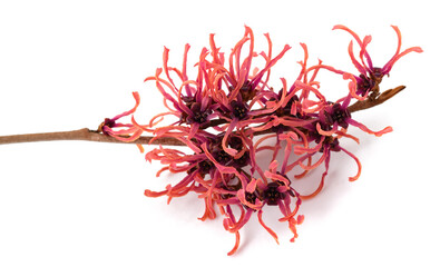 Naklejka premium Witch hazel flowers