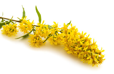 European goldenrod flowers