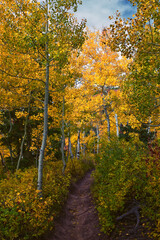 Timpanogos back Willow Hollow Ridge, Pine Hollow Trail hiking trail view Wasatch Rocky Mountains, Utah.
