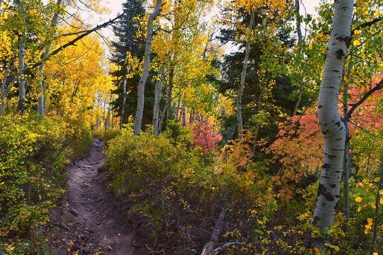Timpanogos back Willow Hollow Ridge, Pine Hollow Trail hiking trail view Wasatch Rocky Mountains, Utah.
