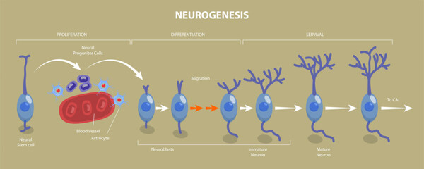 3D Isometric Flat Vector Illustration of Neurogenesis, Neuron Development Process Steps