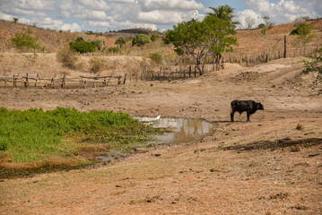BOI NA SECA DO NORDETE BRASILEIRO