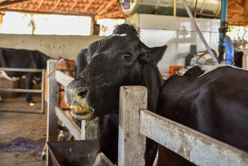 VACA COMENDO NA ORDENHA 