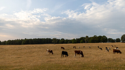 herd of cows on a meadow