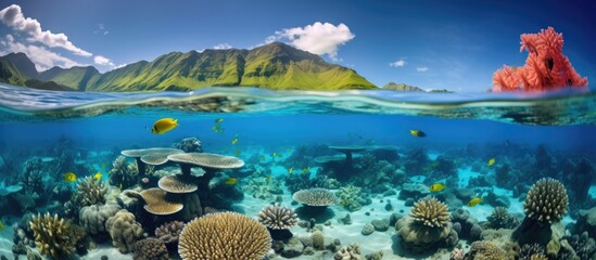 Biodiversity in Bora-Bora's coral reef. - obrazy, fototapety, plakaty