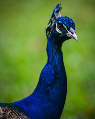 Obraz premium Indian peafowl (Pavo cristatus)