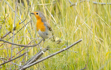 Small European robin, Erithacus rubecula perched on a twig in Estonian woodland.