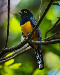 Gartered trogon (Trogon caligatus)