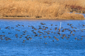 狩りのために飛翔する美しいハヤブサ（ハヤブサ科）と逃げ惑うカモ類。

日本国栃木県栃木市、渡良瀬遊水地にて。
ラムサール条約登録地。
2024年1月7日撮影。

Beautiful Peregrine Falcon (Falco peregrinus, family comprising falcons) in flight for hunting and fleeing ducks.

At W