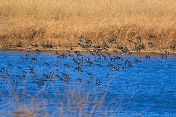 狩りのために飛翔する美しいハヤブサ（ハヤブサ科）と逃げ惑うカモ類。

日本国栃木県栃木市、渡良瀬遊水地にて。
ラムサール条約登録地。
2024年1月7日撮影。

Beautiful Peregrine Falcon (Falco peregrinus, family comprising falcons) in flight for hunting and fleeing ducks.

At W