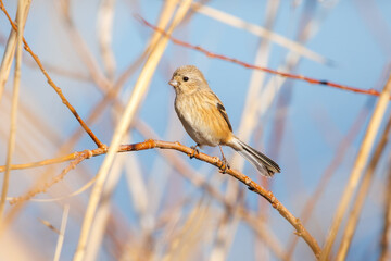 食事中の可愛いベニマシコ（アトリ科）。

日本国栃木県栃木市、渡良瀬遊水地にて。
ラムサール条約登録地。
2024年1月7日撮影。

A lovely Long-tailed Rosefinch (Uragus sibiricus, family comprising finches) at mealtime.

At WATARASE Retarding Basin, Tochigi, Japa