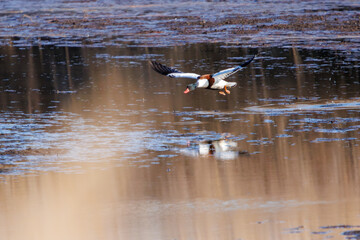 飛翔する美しく大きなツクシガモ（カモ科）。

日本国栃木県栃木市、渡良瀬遊水地にて。
ラムサール条約登録地。
2024年1月7日撮影。

Large and beautiful Common Shelduck (Tadorna tadorna, family comprising ducks) in flight.

At WATARASE Retarding Basin, Tochigi, Ja