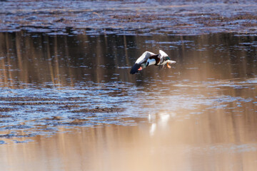 飛翔する美しく大きなツクシガモ（カモ科）。

日本国栃木県栃木市、渡良瀬遊水地にて。
ラムサール条約登録地。
2024年1月7日撮影。

Large and beautiful Common Shelduck (Tadorna tadorna, family comprising ducks) in flight.

At WATARASE Retarding Basin, Tochigi, Ja