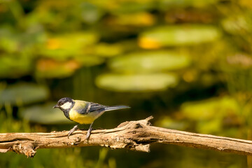 Great tit, Parus major, single bird on berries, Warwickshire, December 2020