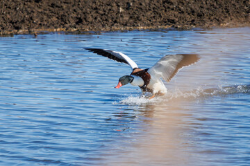 飛翔する美しく大きなツクシガモ（カモ科）。

日本国栃木県栃木市、渡良瀬遊水地にて。
ラムサール条約登録地。
2024年1月7日撮影。

Large and beautiful Common Shelduck (Tadorna tadorna, family comprising ducks) in flight.

At WATARASE Retarding Basin, Tochigi, Ja