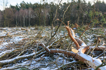 wycinka w lesie, połamane gałęzie © DP.REPORT
